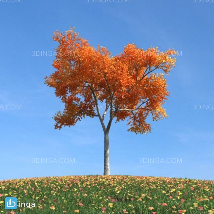درخت در فصل پاییز