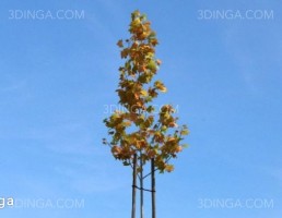 درخت در فصل پاییز