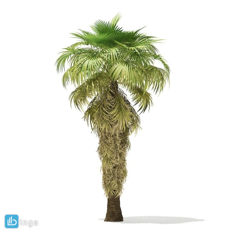 درختچه نخل
