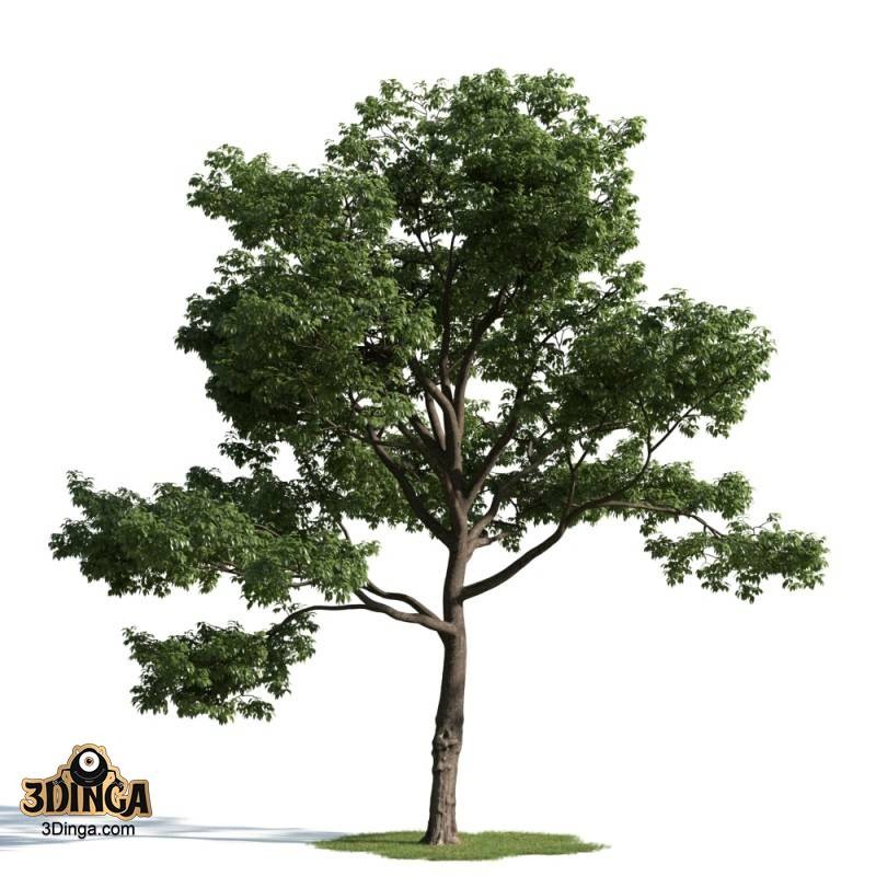 درخت سرسبز