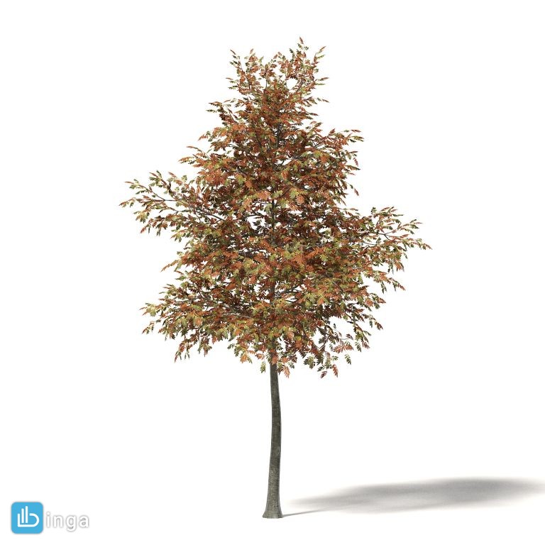 درخت پاییزی