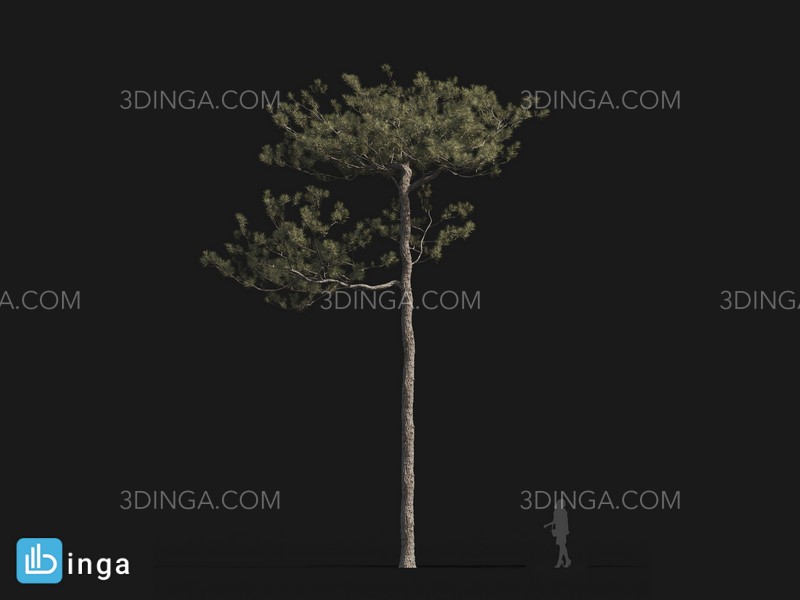 درخت Pinus elliottii