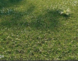نمای بیرونی چمن وحشی