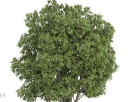 درخت سرسبز