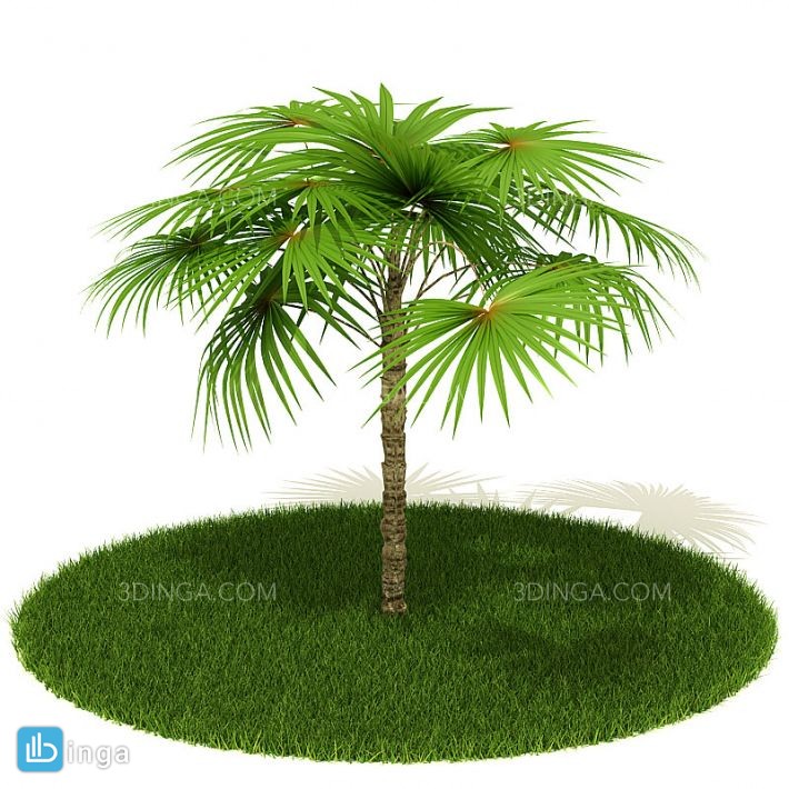 درخت نخل ساحلی
