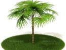 درخت نخل ساحلی