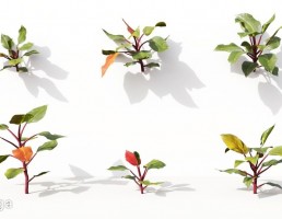 گل های آپارتمانی