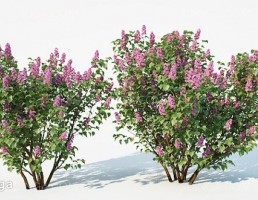 بوته گیاهان گلدار