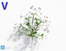 گیاه ارکیده سبز