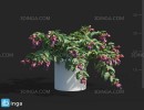 گل های باغی