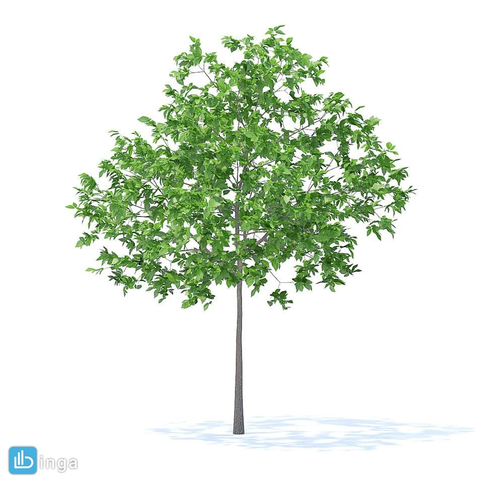 درخت آلو سیاه