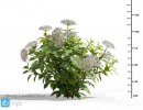 گل های باغی