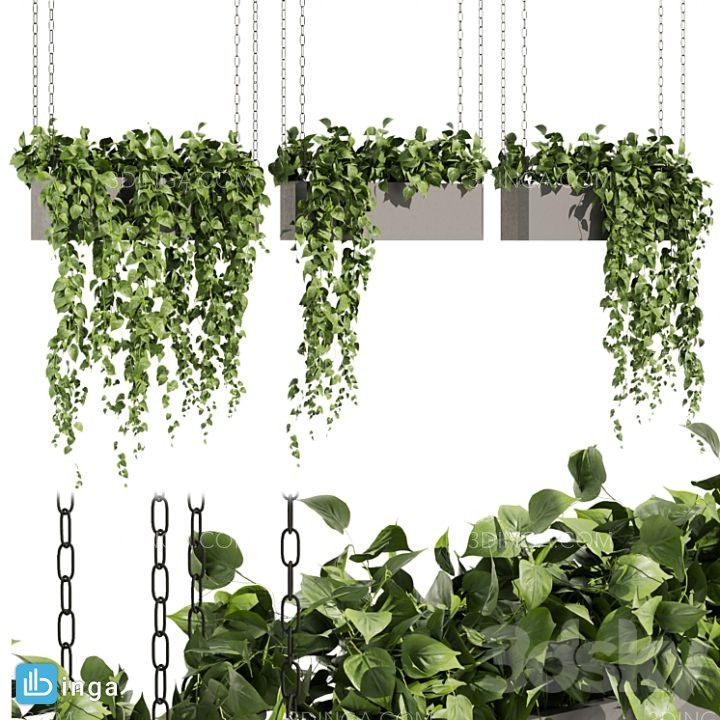 گیاهان در گلدان آویز