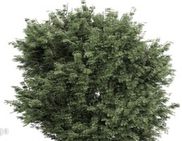 درخت سرسبز