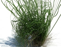 گیاه بهاری