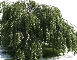 درخت بید مجنون