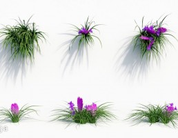 گیاه ارکیده سبز