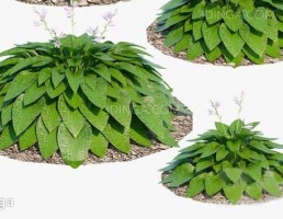 مدل سه بعدی گیاه