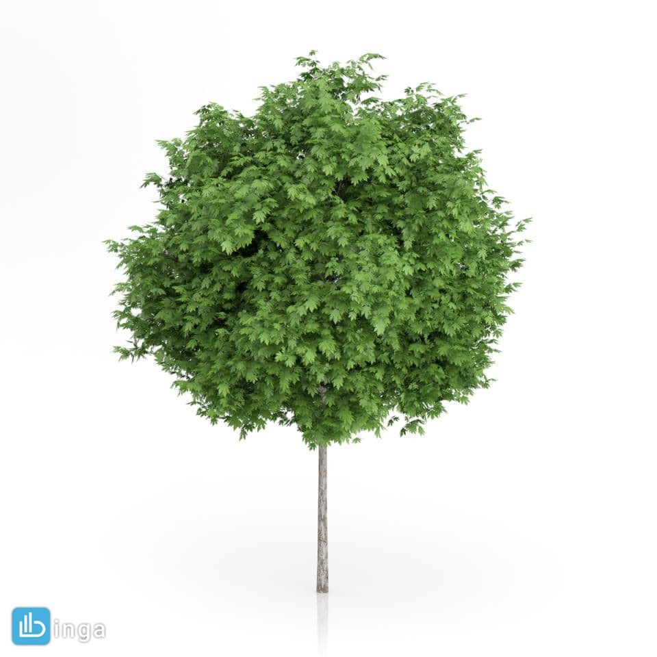 درخت اقاقیا