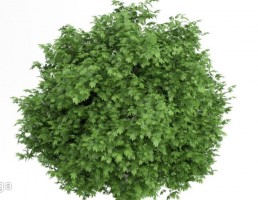 درخت اقاقیا