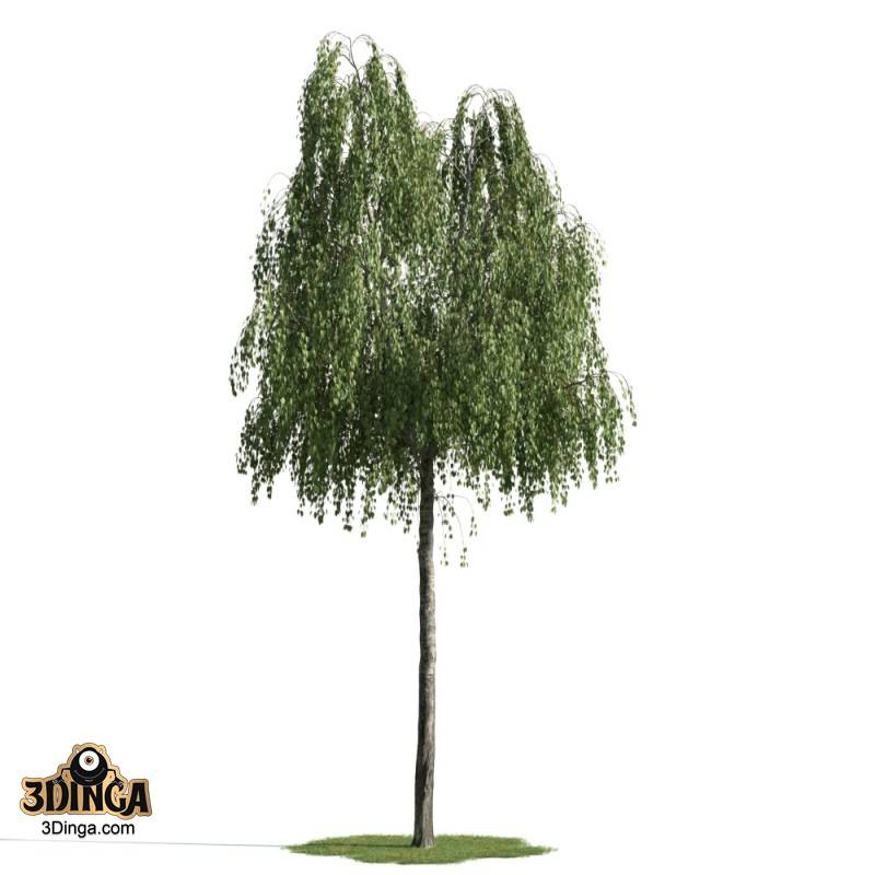 درخت بید مجنون