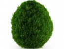 درختچه های باغی