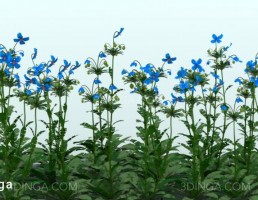 گیاه باغی بهاری