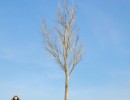درخت Fraxinus