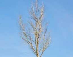 درخت Fraxinus