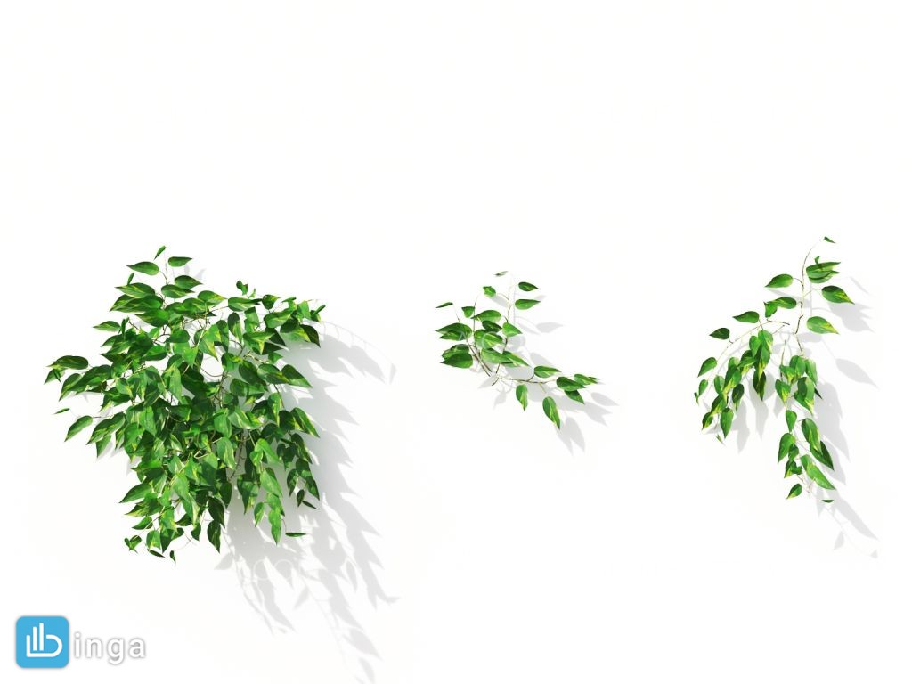 گل های آپارتمانی