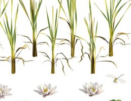 گیاه نیلوفر آبی