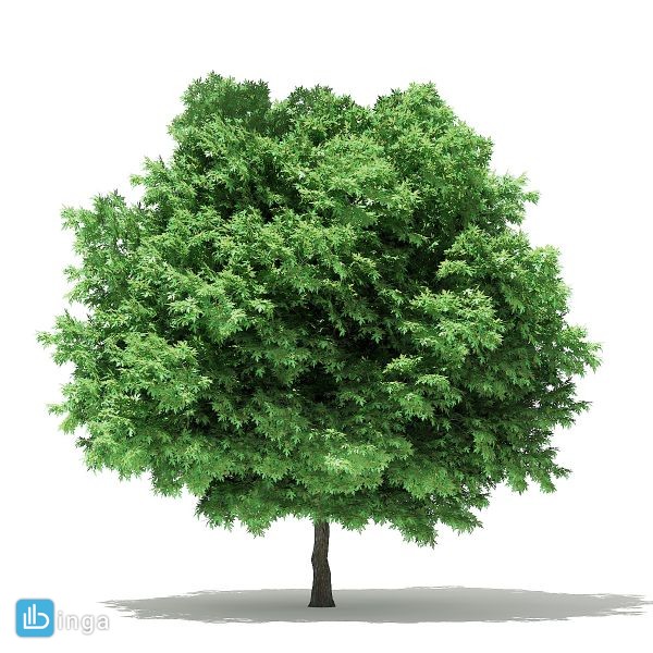 درخت افرا