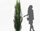 انواع درختان باغی