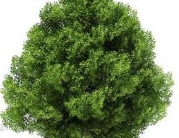 درخت بلوط