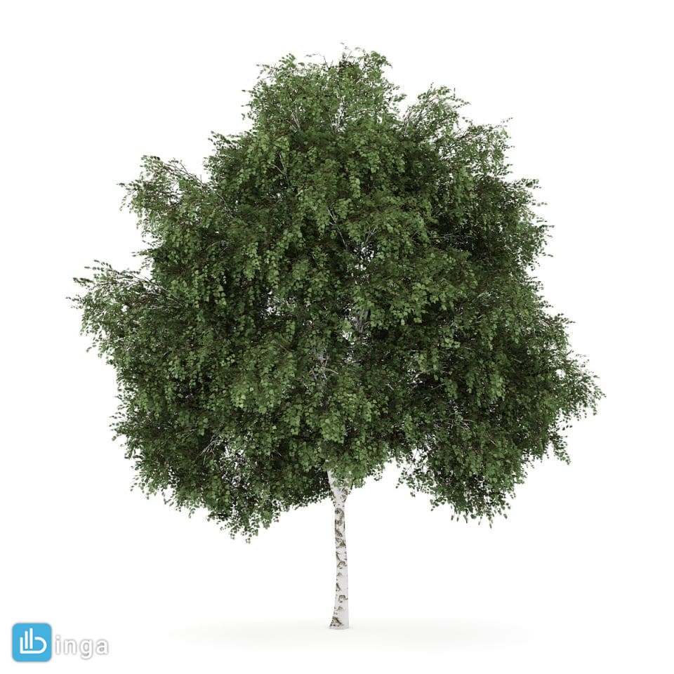درخت بهاری
