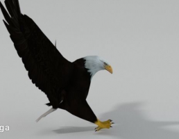 عقاب سیاه