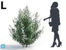 بوته گیاهان طبیعی