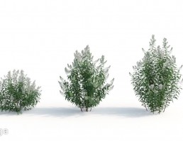 بوته گیاهان طبیعی
