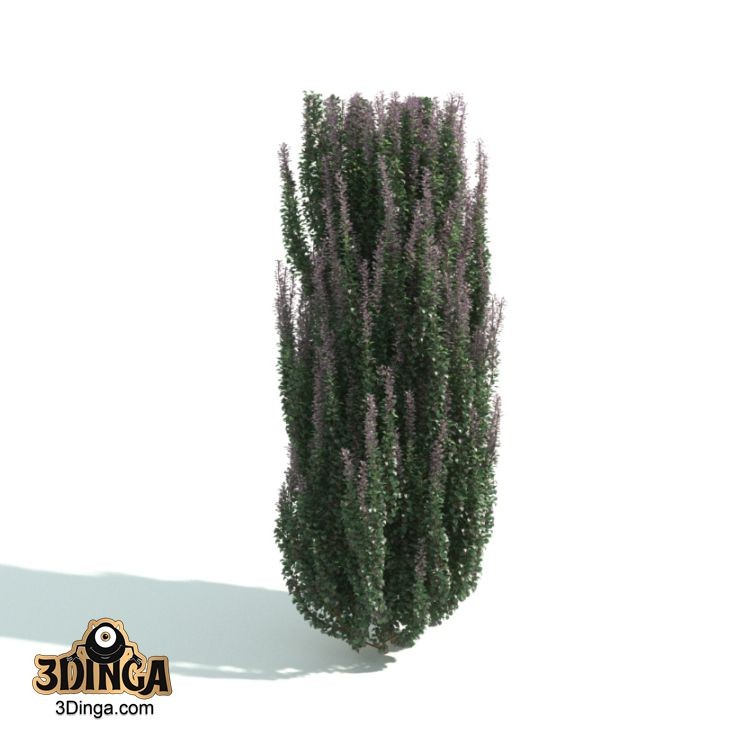 درخت پرچین
