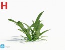 گیاه ارکیده سبز