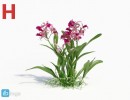 گیاه ارکیده سبز
