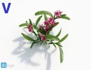 گیاه ارکیده سبز