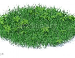 چمن + گیاهان بهاری