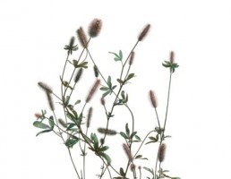 گیاه بهاری