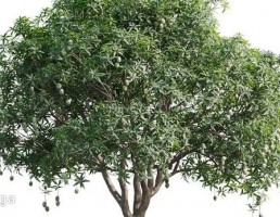 انواع درختان باغی