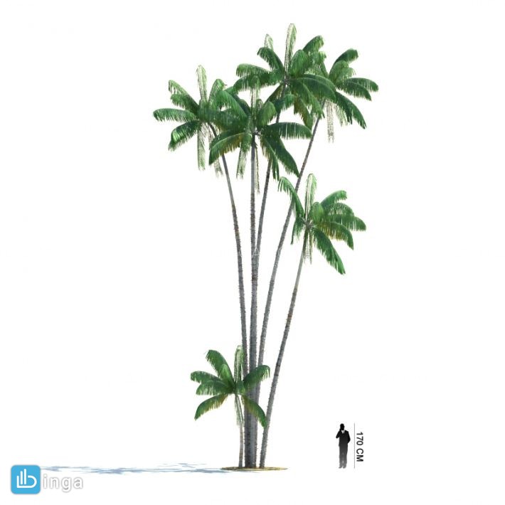 درخت نخل مناطق گرمسیری