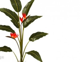 گلدان + گل های طبیعی