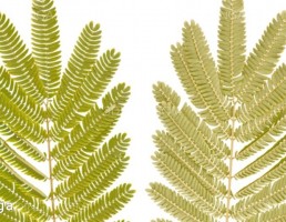 تکسچر شاخه کوچک