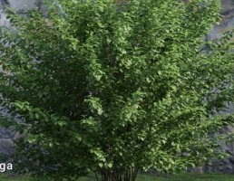 درختچه های باغی