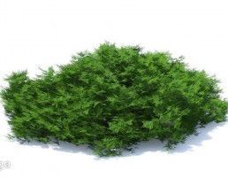 بوته گیاهان پارکی
